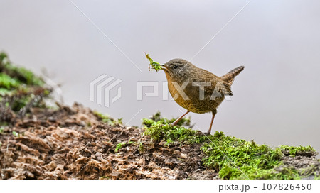 ミソサザイ 107826450