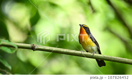 キビタキ 107826452