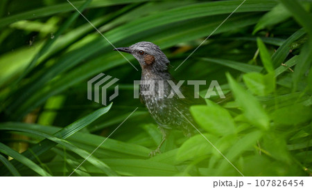 ヒヨドリ 107826454