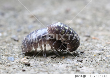 ダンゴムシのオスとメス 107826548