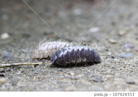 ダンゴムシのオスとメス 107826553