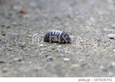 ダンゴムシのオス ダンゴムシのオス 107826741