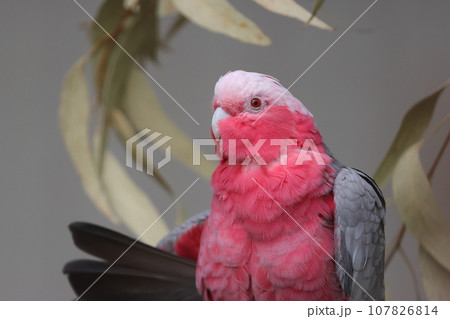 美しいインコ モモイロインコ 美しいインコ モモイロインコ 107826814