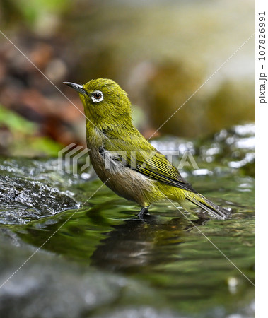 メジロの水浴び 107826991