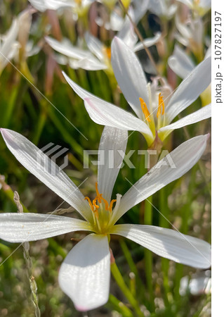 Zephyranthes, a genus of temperate and tropical plants in the Amaryllis family, subfamily Amaryllidoideae 107827197