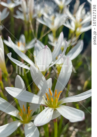 Zephyranthes, a genus of temperate and tropical plants in the Amaryllis family, subfamily Amaryllidoideae Zephyranthes, a genus of temperate and tropical plants in the Amaryllis family, subfamily Amaryllidoideae 107827198