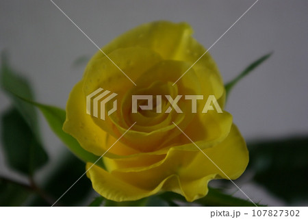 黄色い薔薇 黄色い薔薇 107827302