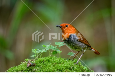 コマドリ 107827495