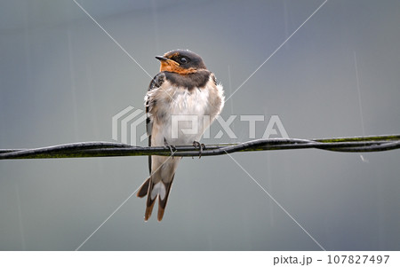 ツバメ 107827497