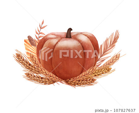 Watercolor realistic whole pumpkin and ears of wheat. Hand-drawn illustration isolated on white background. Perfect for menu cafe, template eco natural food, cooking, packing food, card thanksgiving. 107827637