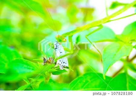 屋外のホーリーバジルの葉の間でシジミチョウを捕食しているグリーンの大きな蟷螂のクローズアップ 107828180