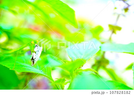 屋外のホーリーバジルの葉の上でシジミチョウの腹を捕食している小さな緑色のカマキリ 107828182