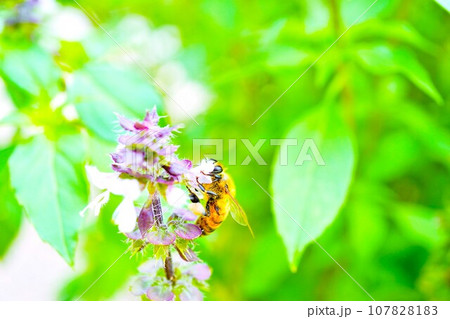 屋外でバイオレットのホーリーバジルの花に止まって脚にビーポーレンを付けた黄色いカワイイみつばち 屋外でバイオレットのホーリーバジルの花に止まって脚にビーポーレンを付けた黄色いカワイイみつばち 107828183