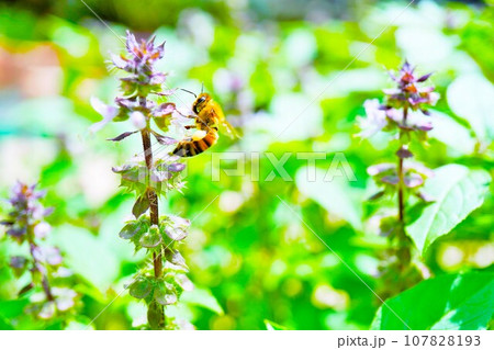 万能のハーブと呼ばれるトゥルシ―の花畑を背景に紫の花で花粉を集めるミツバチのクローズアップ 107828193