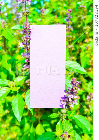 屋外で芳香のある紫の花が咲くホーリーバジルを背景にした美しい飾り枠のモックアップ、縦 107828194
