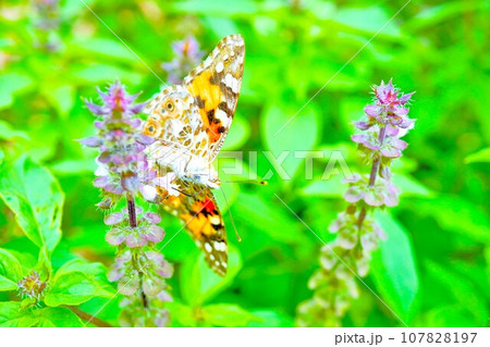 屋外のホーリーバジルの紫の花穂に捉まる可愛らしい橙の翅のヒメアカタテハという蝶 屋外のホーリーバジルの紫の花穂に捉まる可愛らしい橙の翅のヒメアカタテハという蝶 107828197