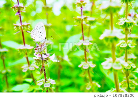 屋外のホーリーバジルのパープルの花穂のてっぺんに止まる小さなヤマトシジミ蝶 屋外のホーリーバジルのパープルの花穂のてっぺんに止まる小さなヤマトシジミ蝶 107828200