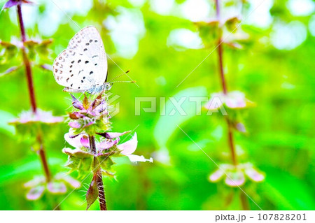 屋外のトゥルシーの紫の花穂の一番上に止まる可愛らしいヤマトシジミチョウ 107828201