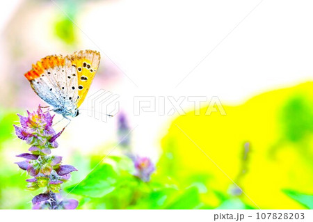 屋外の空を背景にホーリーバジルの紫色の花の上に止まるオレンジ色の裏翅のベニシジミチョウ 107828203