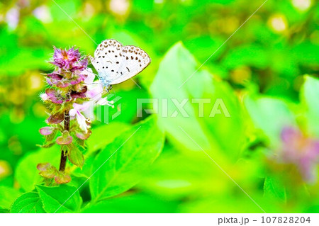 屋外のホーリーバジルの淡い紫の花に止まるヤマトシジミという小さな可愛い蝶 107828204