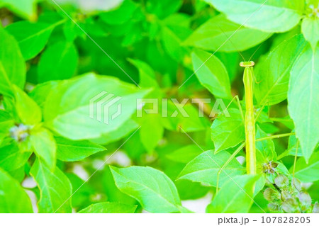 屋外のホーリーバジルの葉の上で茎に擬態する緑色のカマキリ 107828205