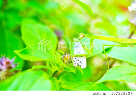 屋外のトゥルシーの葉の上でシジミチョウを捕まえて頭を食べる緑色のカマキリ 107828207