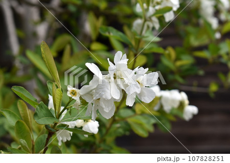 リキュウバイ 107828251