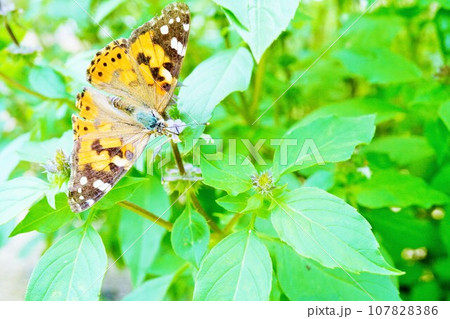 屋外のホーリーバジルの花にストロー伸ばす綺麗なヒメアカタテハチョウ、俯瞰 屋外のホーリーバジルの花にストロー伸ばす綺麗なヒメアカタテハチョウ、俯瞰 107828386