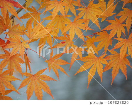 紅葉したモミジ 紅葉したモミジ 107828826
