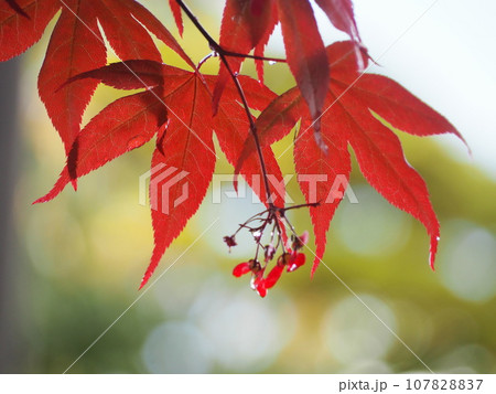 鮮やかな赤いモミジ 107828837
