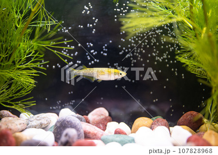 水槽の中を泳ぐメダカ_改良メダカ_天界 107828968
