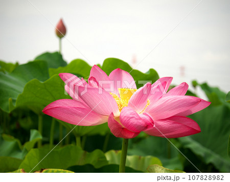 空を見上げる花 空を見上げる花 107828982