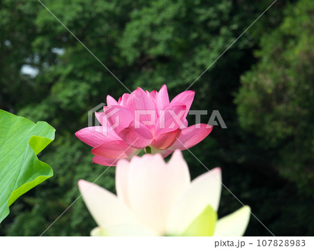 蓮の花のある風景 蓮の花のある風景 107828983