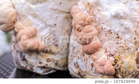 Close-up of grown medium with lion mane mushrooms 107829040