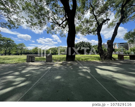 枝 小枝 小分け 107829116