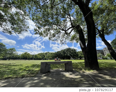 枝 小枝 小分け 107829117