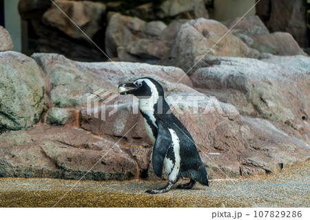 ペンギン　石づくり ペンギン石づくり