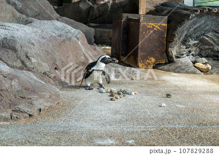 巣作りのために石を運ぶペンギンの写真素材 [107829288] - PIXTA