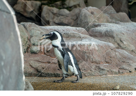 巣作りのために石を運ぶペンギンの写真素材 [107829290] - PIXTA