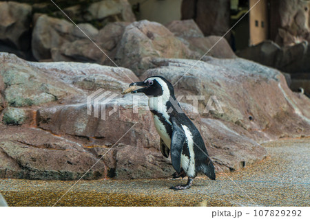 巣作りのために石を運ぶペンギンの写真素材 [107829292] - PIXTA