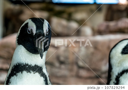 巣作りのために石を運ぶペンギンの写真素材 [107829294] - PIXTA