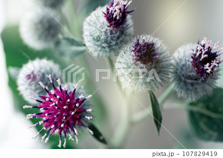 Burdock flowers close-up. Medicinal plant. Burdock flowers close-up. Medicinal plant. 107829419