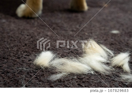 換毛期の犬と抜けた毛束の山 換毛期の犬と抜けた毛束の山 107829683