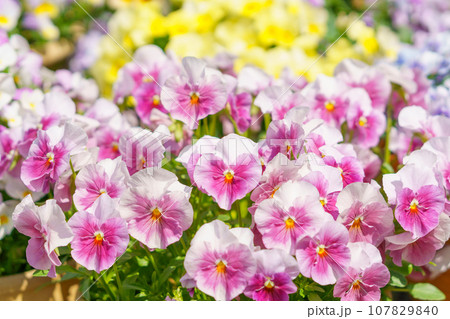 ビオラの花畑 107829840