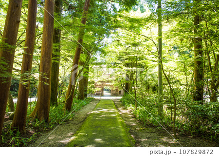 新緑の岐阜・美濃の大矢田神社 新緑の岐阜・美濃の大矢田神社 107829872