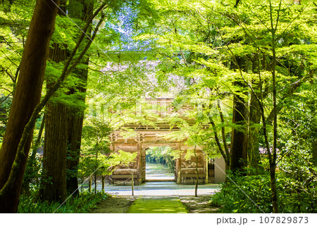 新緑の岐阜・美濃の大矢田神社 新緑の岐阜・美濃の大矢田神社 107829873