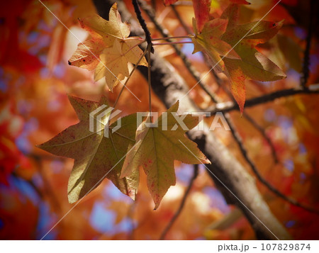 紅葉した葉 楓の葉 紅葉した葉 楓の葉 107829874