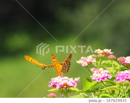 花と蝶 107829935