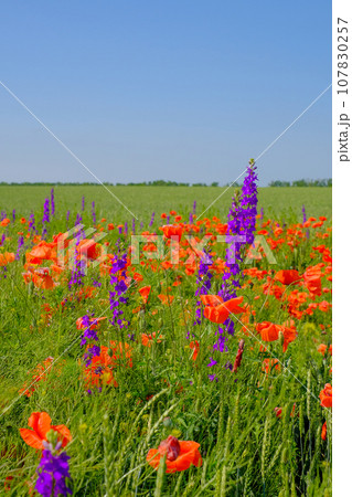 Purple lupins and red poppies bloom in the field 107830257