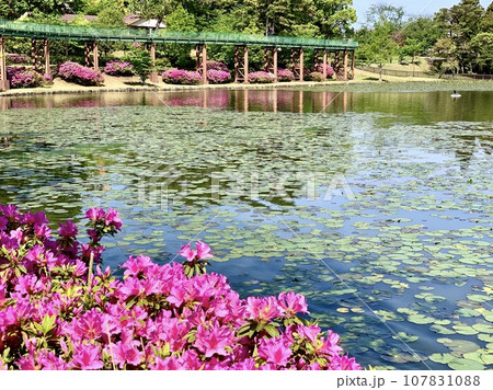 満開のツツジと睡蓮の葉で彩られた西三田ヶ入池〈南公園/愛知県岡崎市〉 107831088
